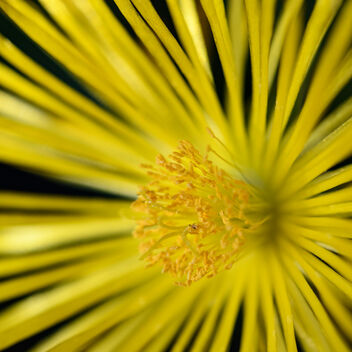 Like the Sun - бесплатный image #475459